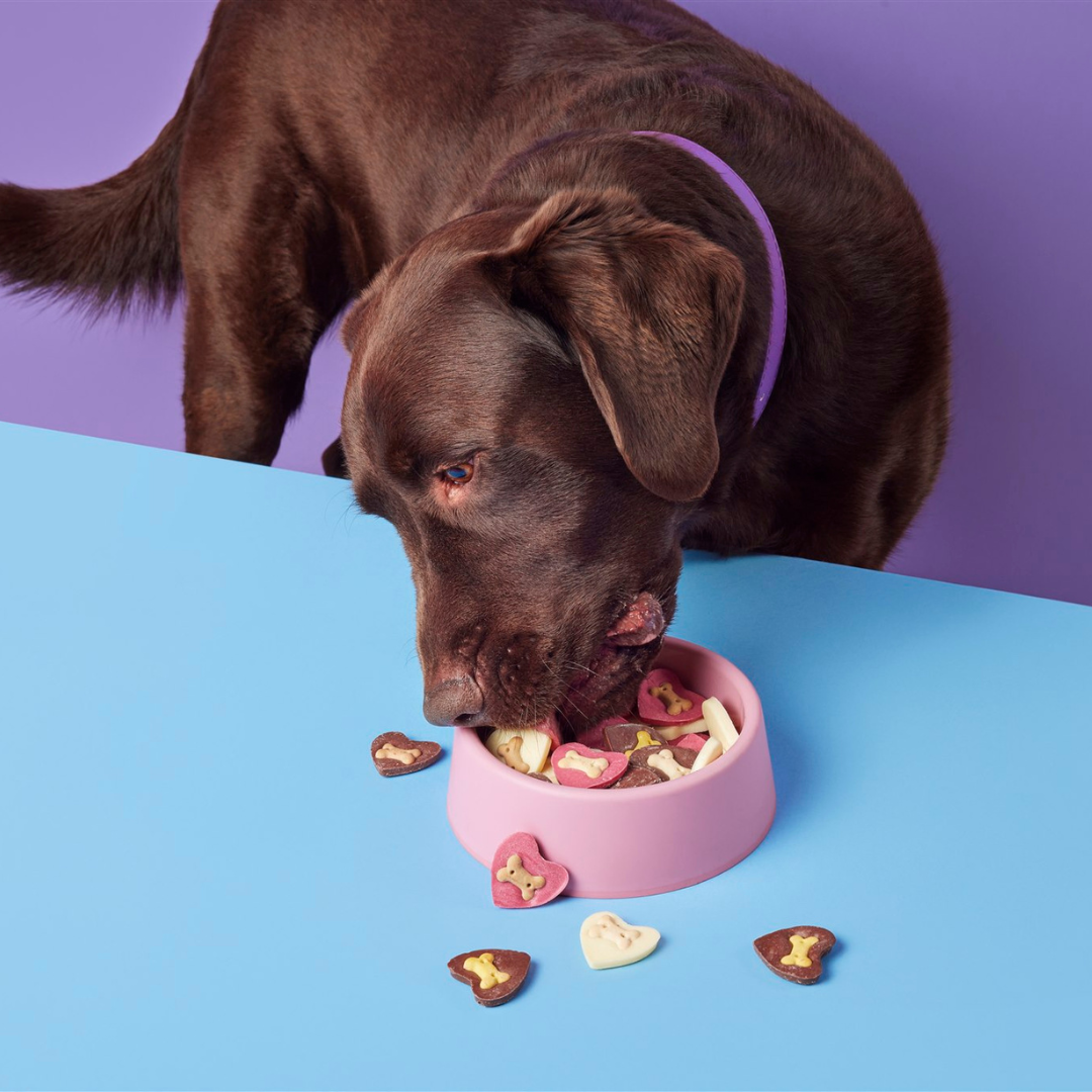 Yoghurt Hearts for Dogs