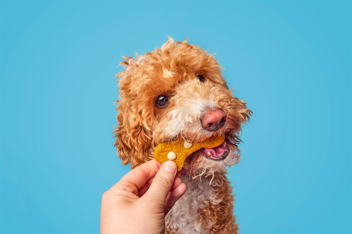 Cheesy Dog Biscuits