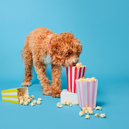 Doggy Cheesy Pupcorn Tub