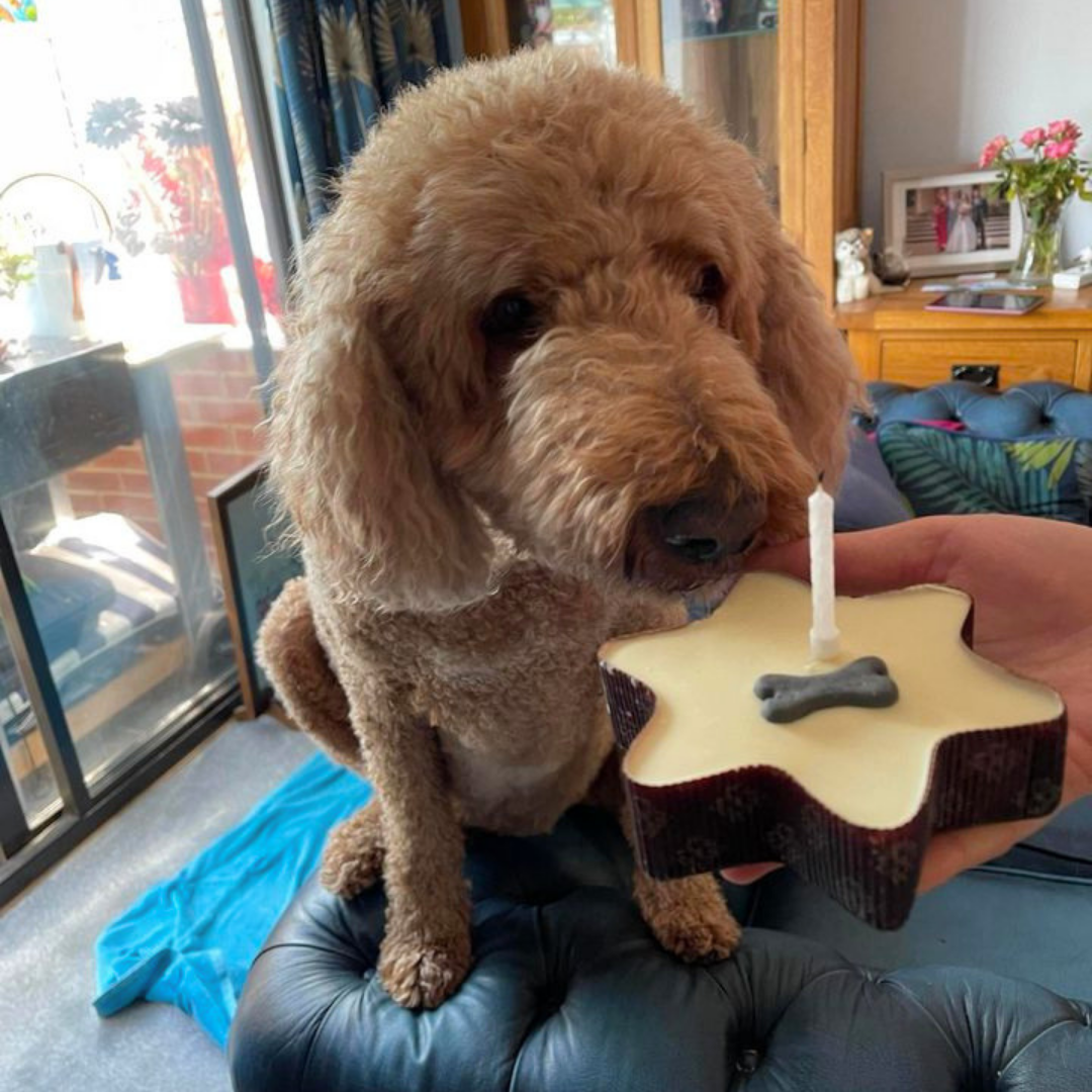 Yoghurt Topped Star Cake with Biscuit Bone