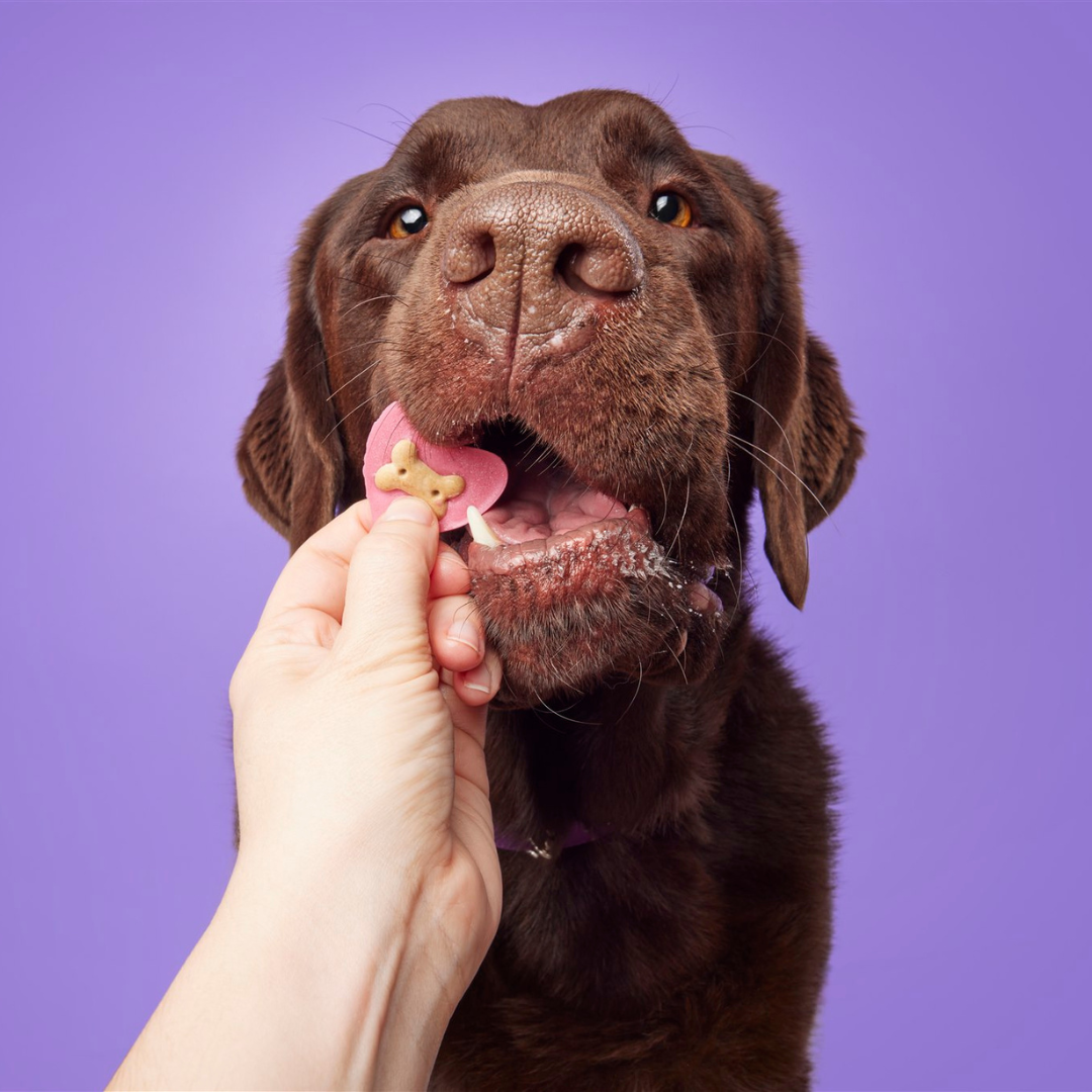 Doggy Yoghurt Heart Shaped Drops