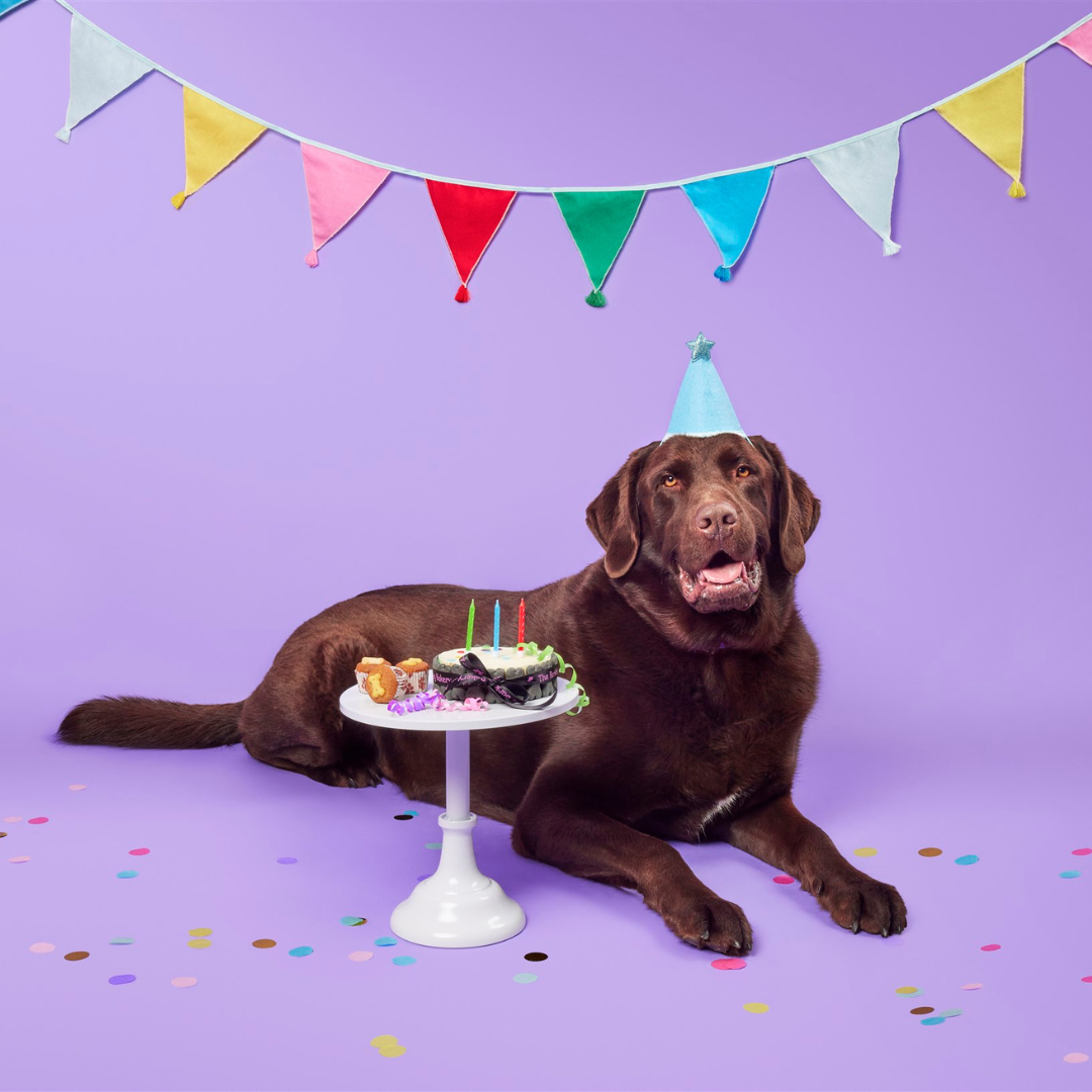 Vanilla Yoghurt Topped Pawty Cake for Dogs