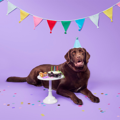 Vanilla Yoghurt Topped Pawty Cake for Dogs