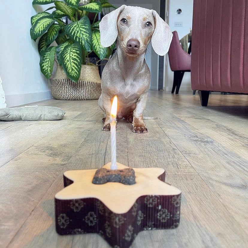 Dog birthday cake 